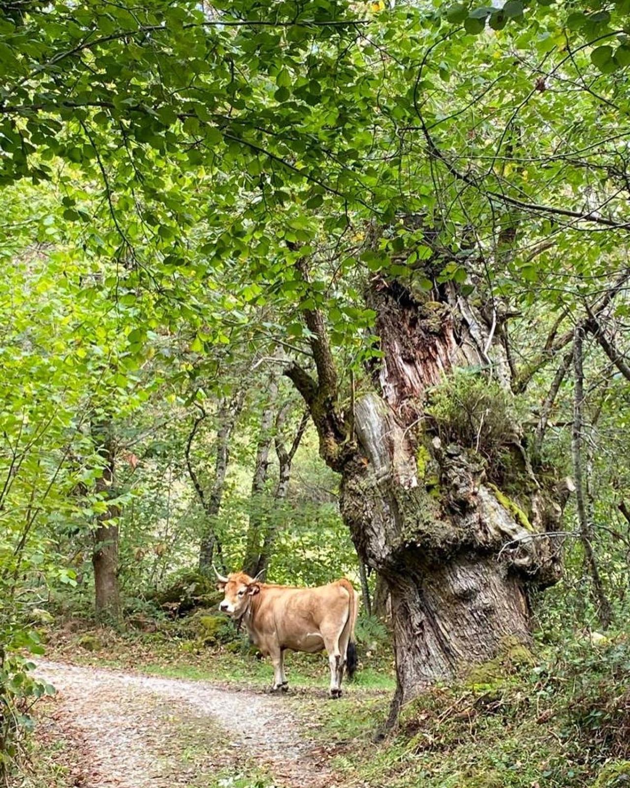 Casa Rural Espinareu La Villa Exteriér fotografie